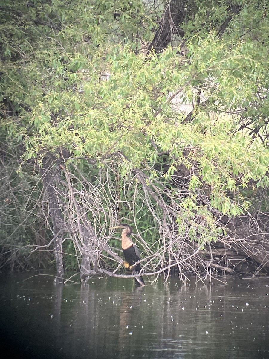 Anhinga - ML636976228