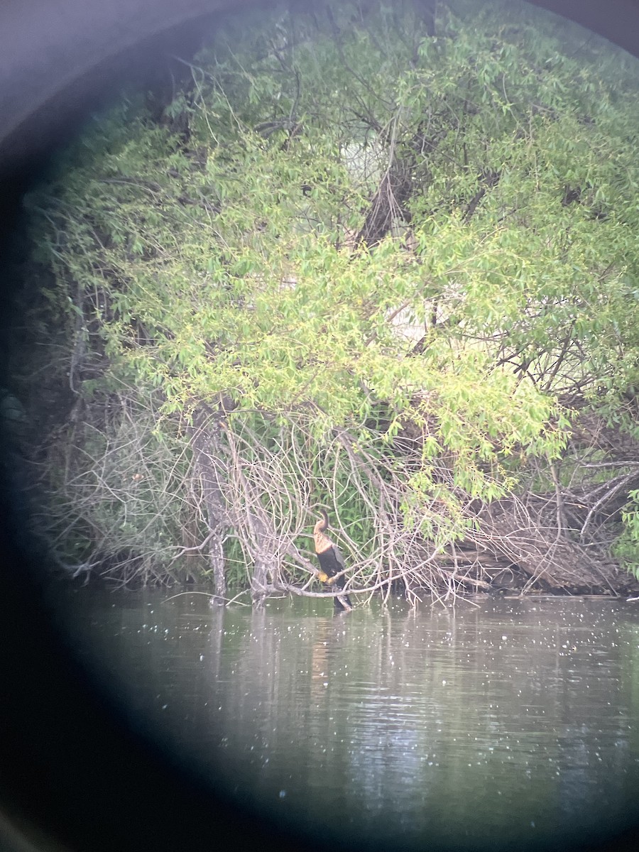 Anhinga - ML636976229