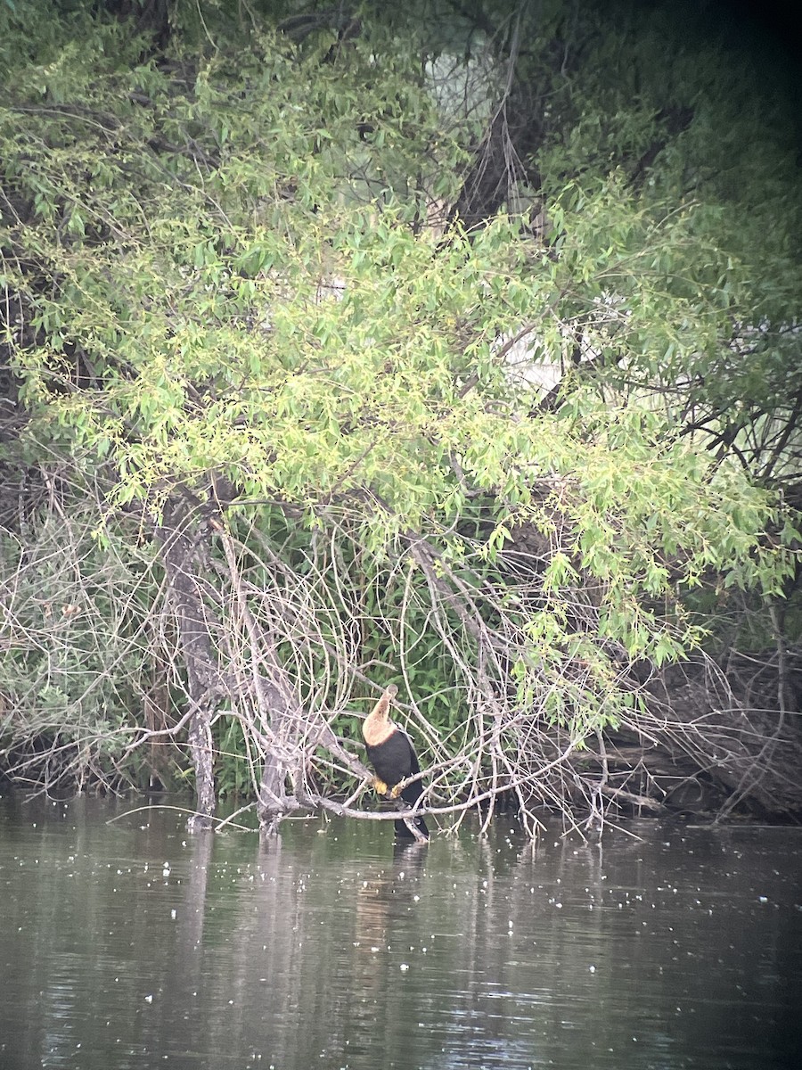 Anhinga - ML636976231