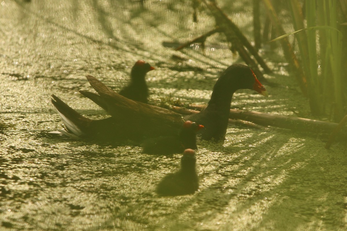 Common Gallinule - ML636976273