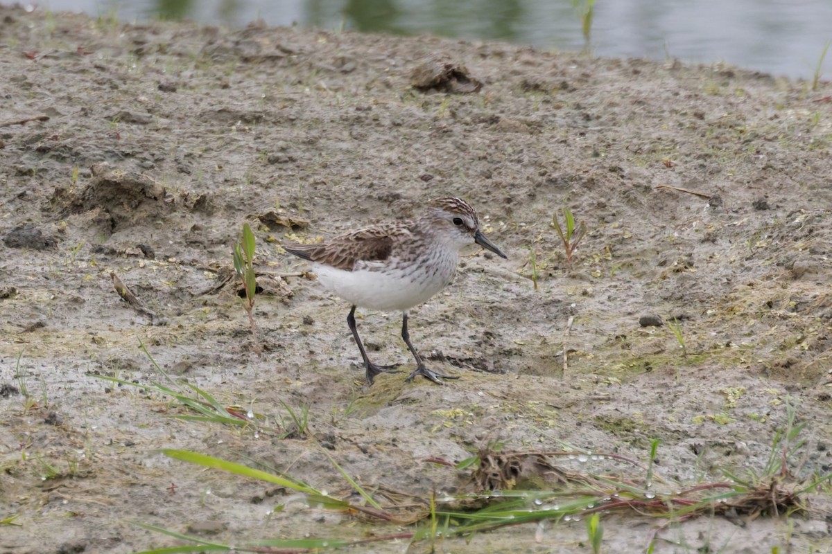 Semipalmated Sandpiper - ML636976308