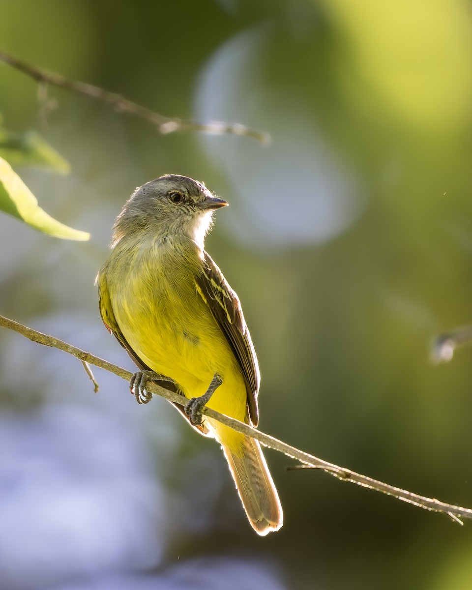 Yellow-crowned Tyrannulet - ML636976388