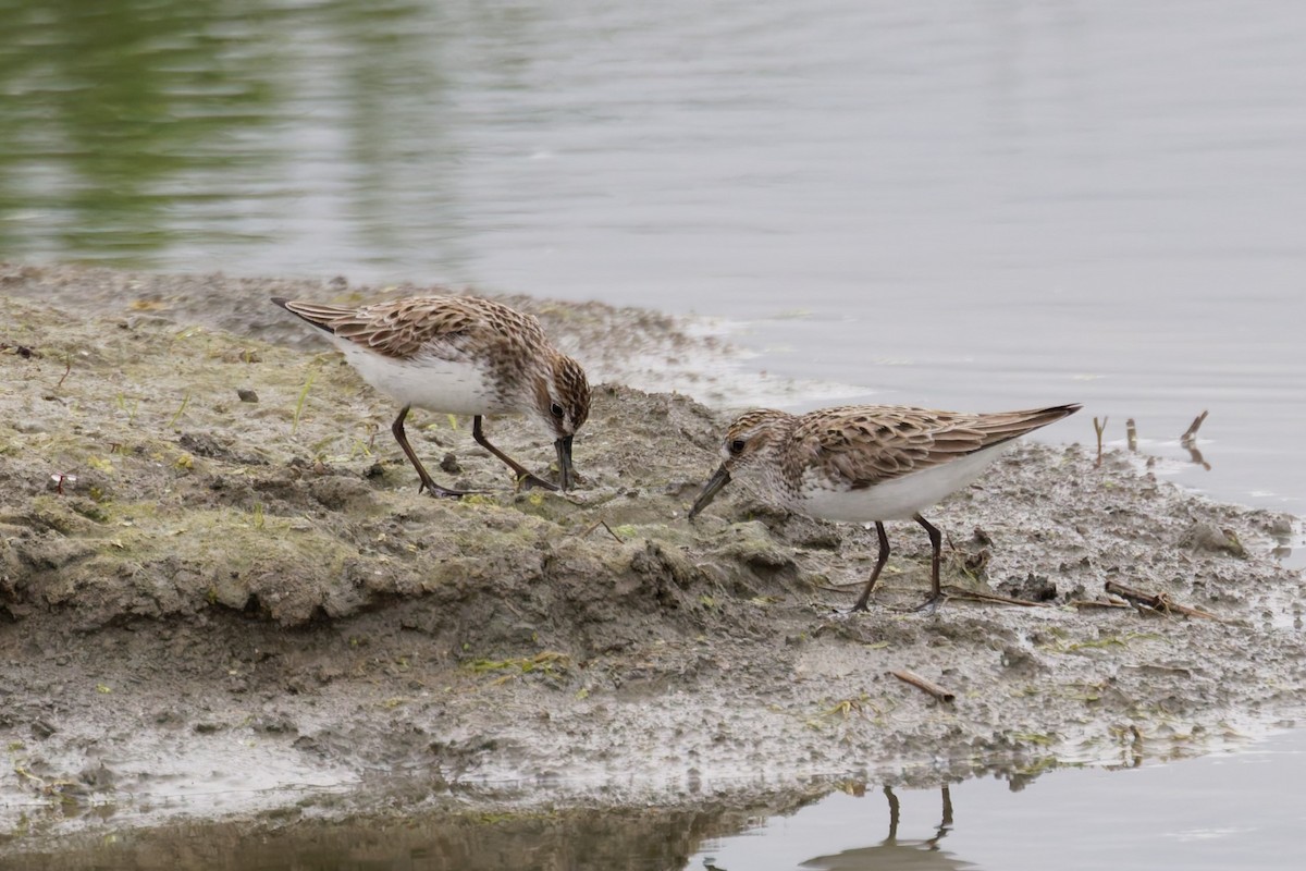 Semipalmated Sandpiper - ML636976403