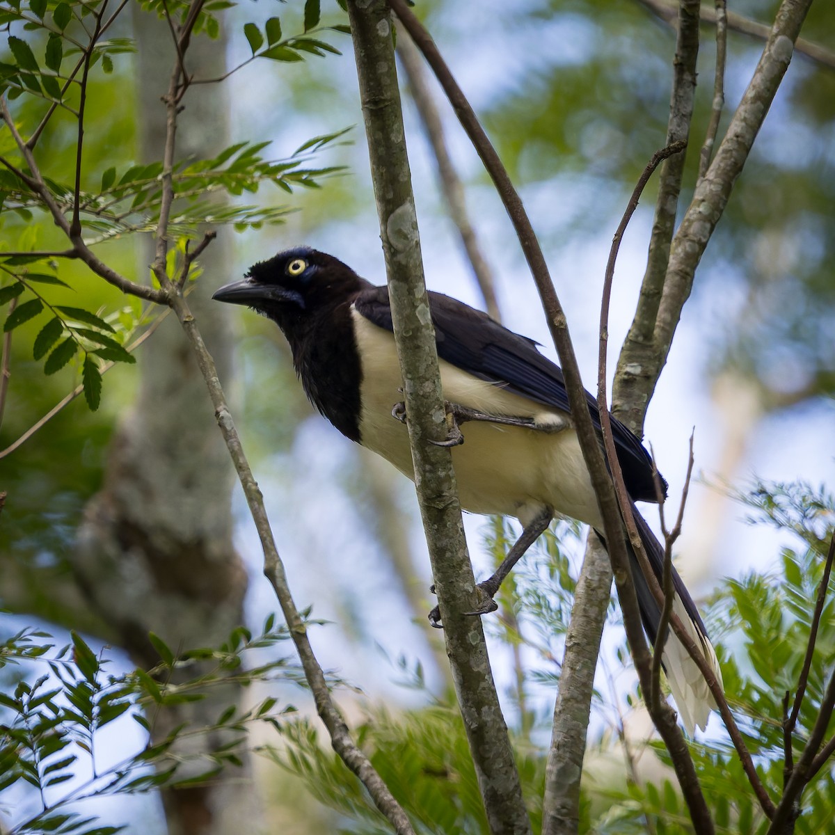 sojka černoprsá - ML636976478