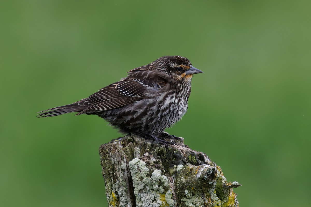 Red-winged Blackbird - ML636976523