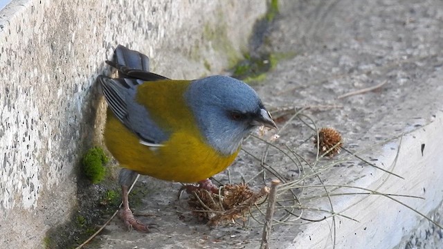 Gray-hooded Sierra Finch - ML636976585