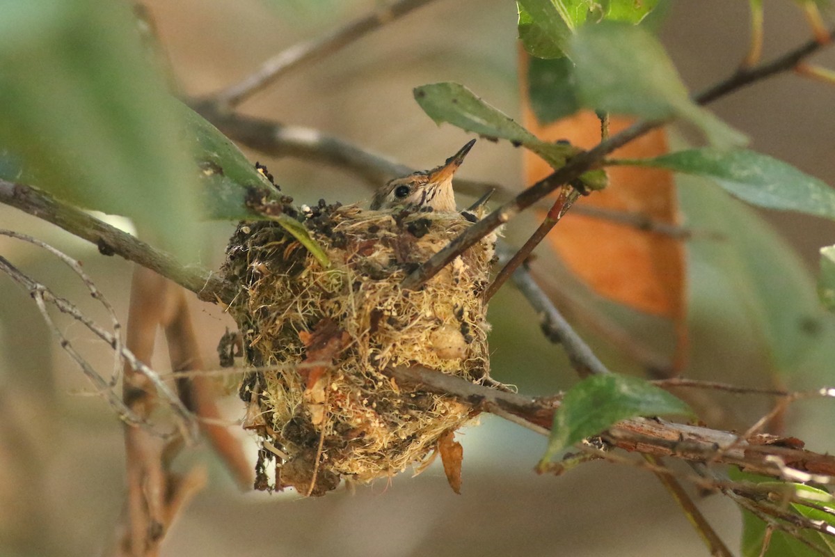 Anna's x Allen's Hummingbird (hybrid) - ML636976736