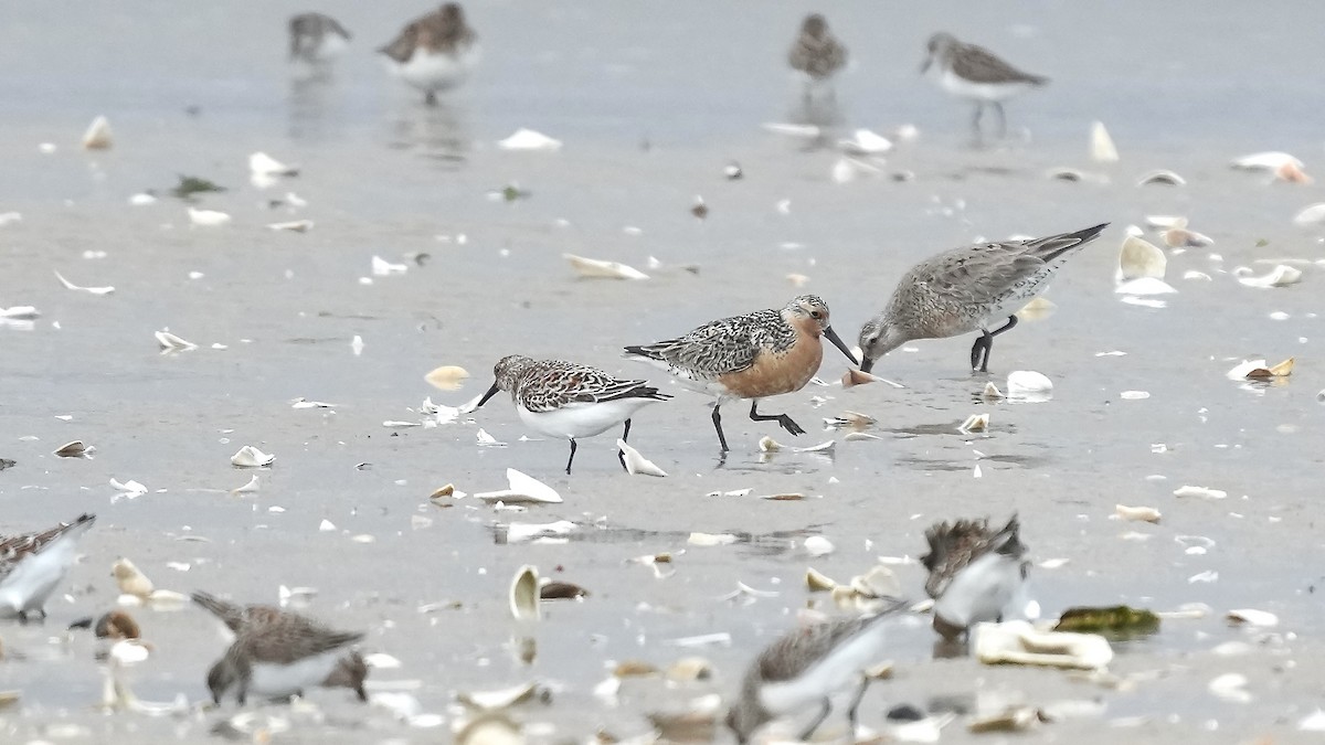 Red Knot - ML636976786