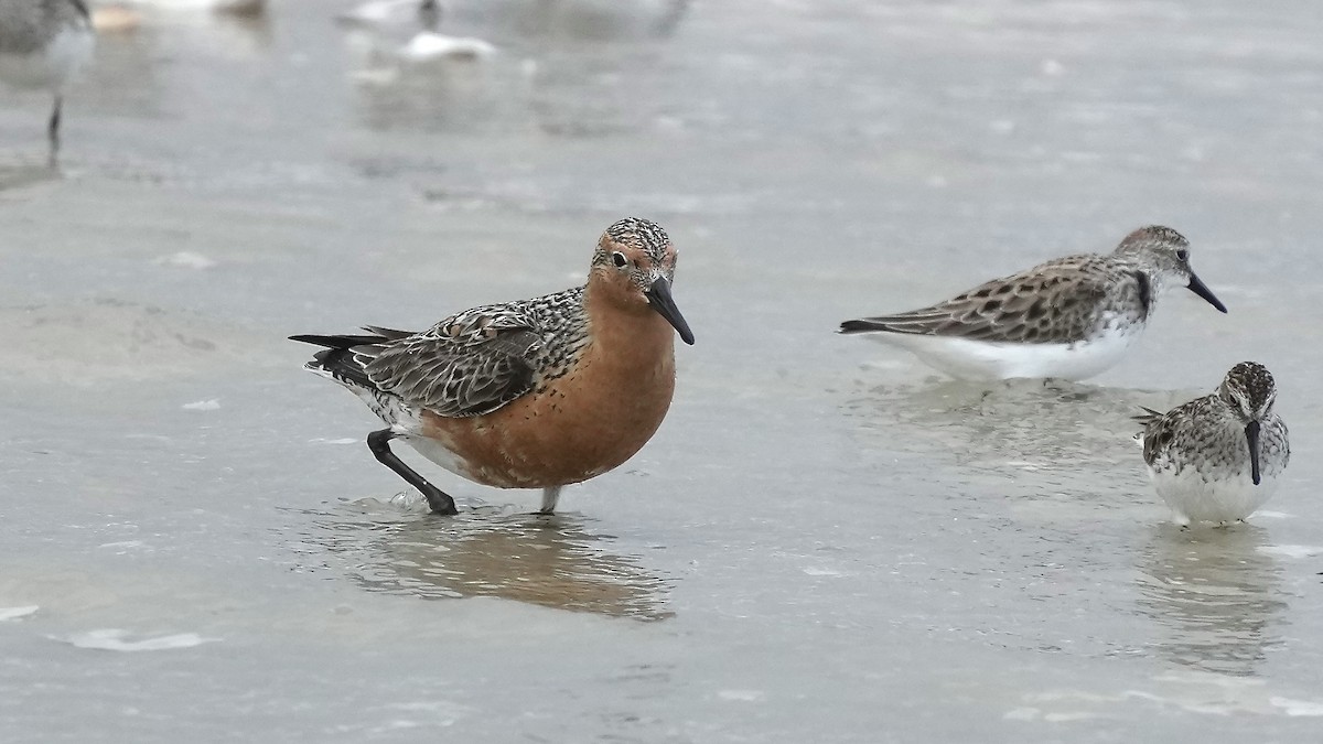 Red Knot - ML636976889