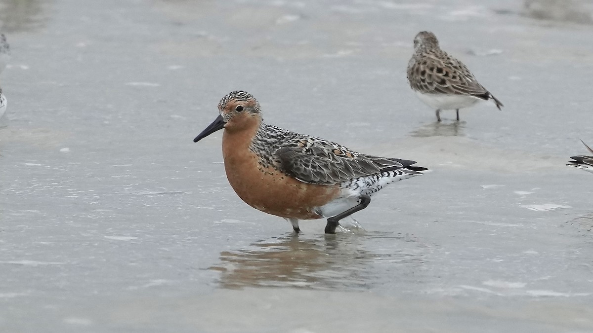 Red Knot - ML636976890