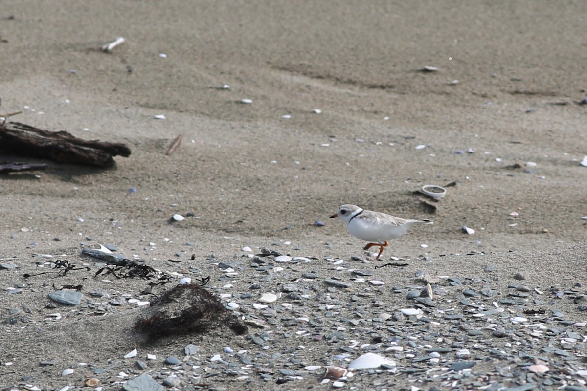 Piping Plover - ML636976944