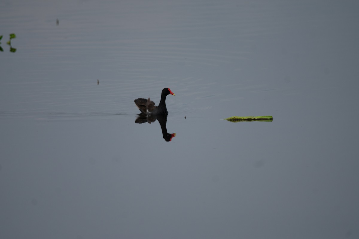 Common Gallinule - ML636976957