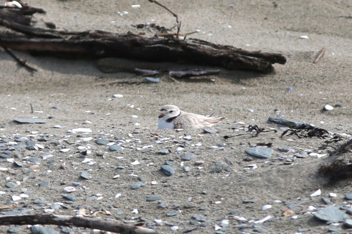 Piping Plover - ML636976966