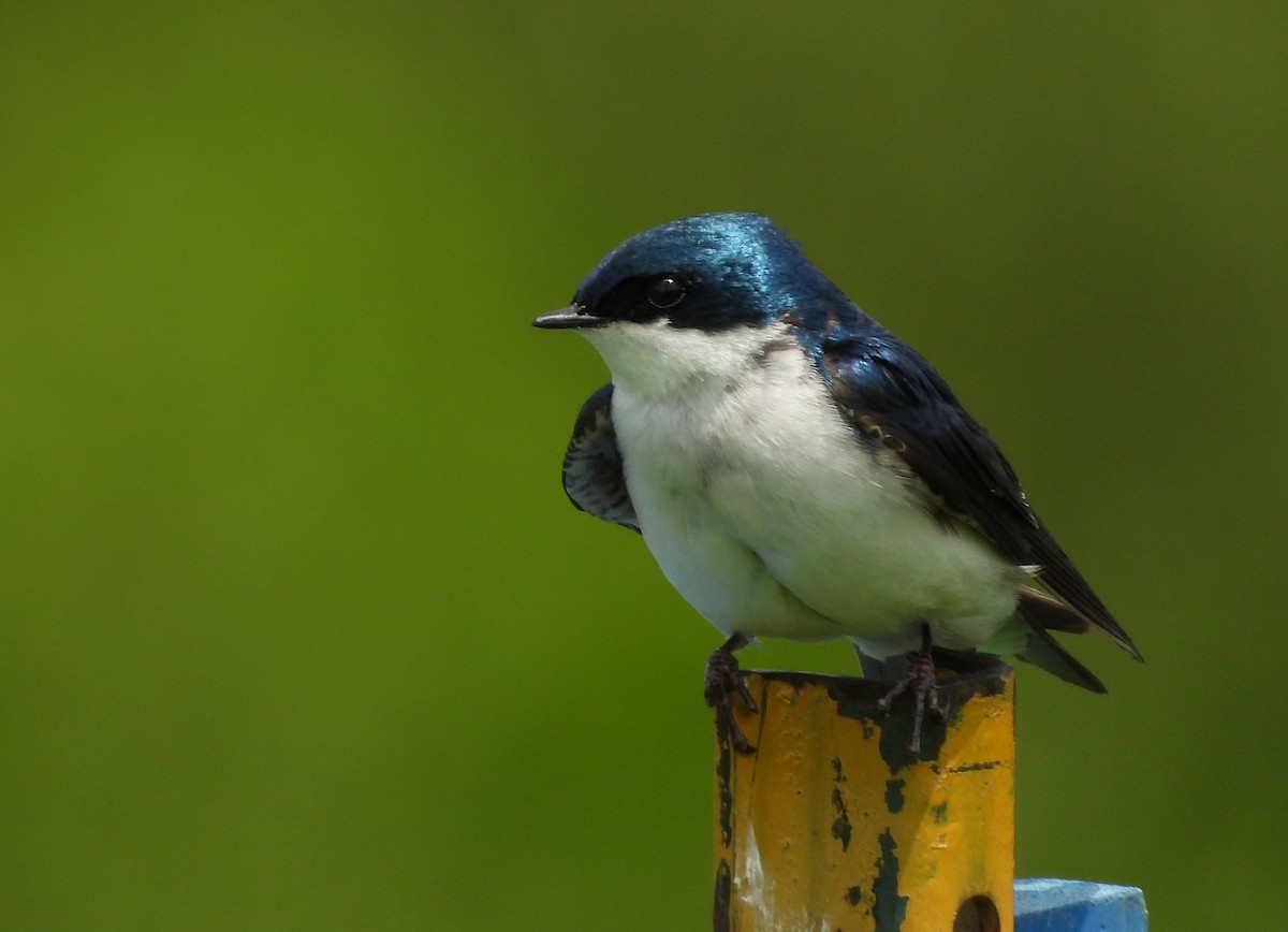 Tree Swallow - ML636976977