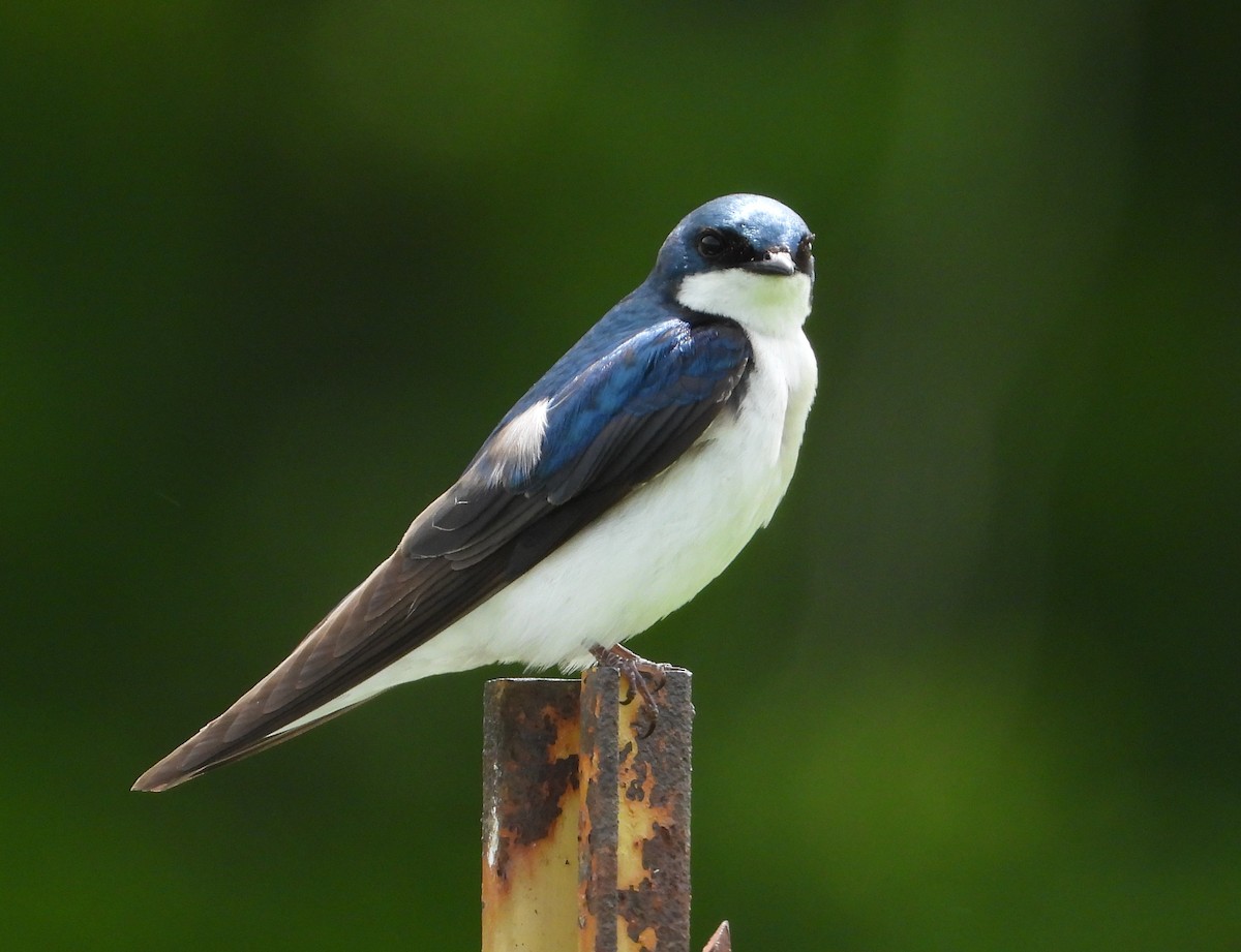 Tree Swallow - ML636976978