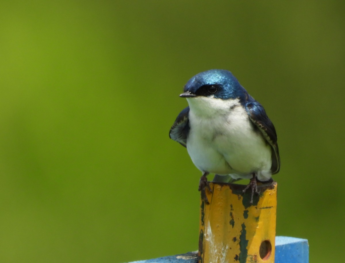 Tree Swallow - ML636976979