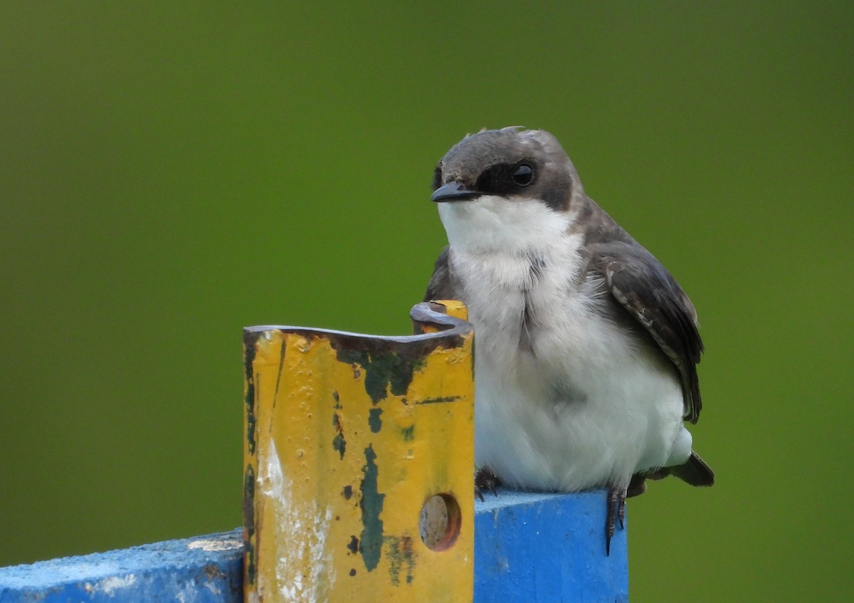 Tree Swallow - ML636976980