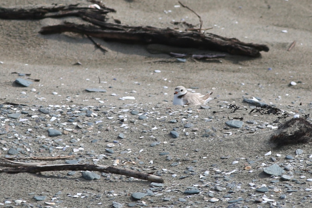 Piping Plover - ML636976981