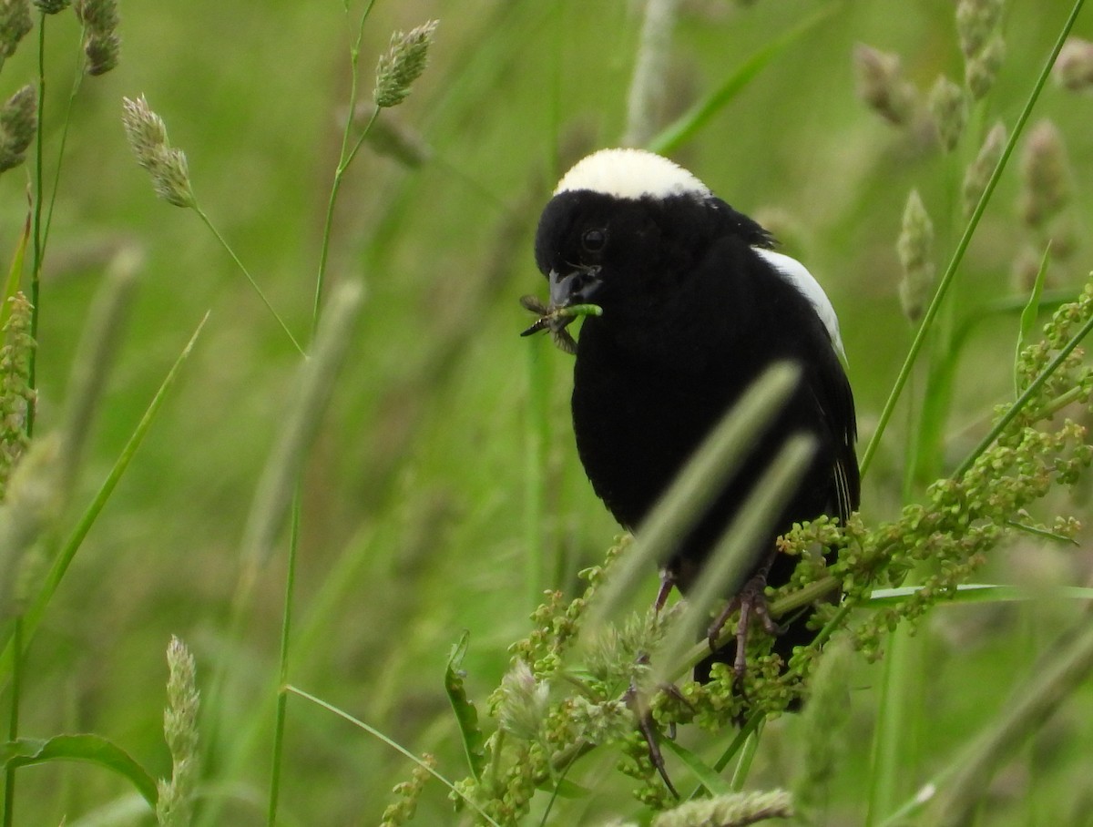Bobolink - ML636977009