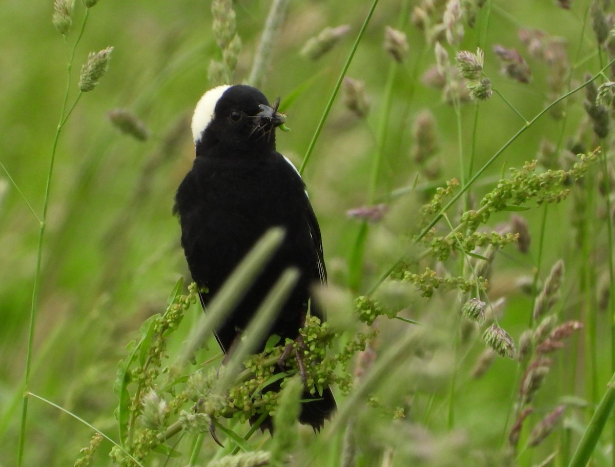 Bobolink - ML636977010