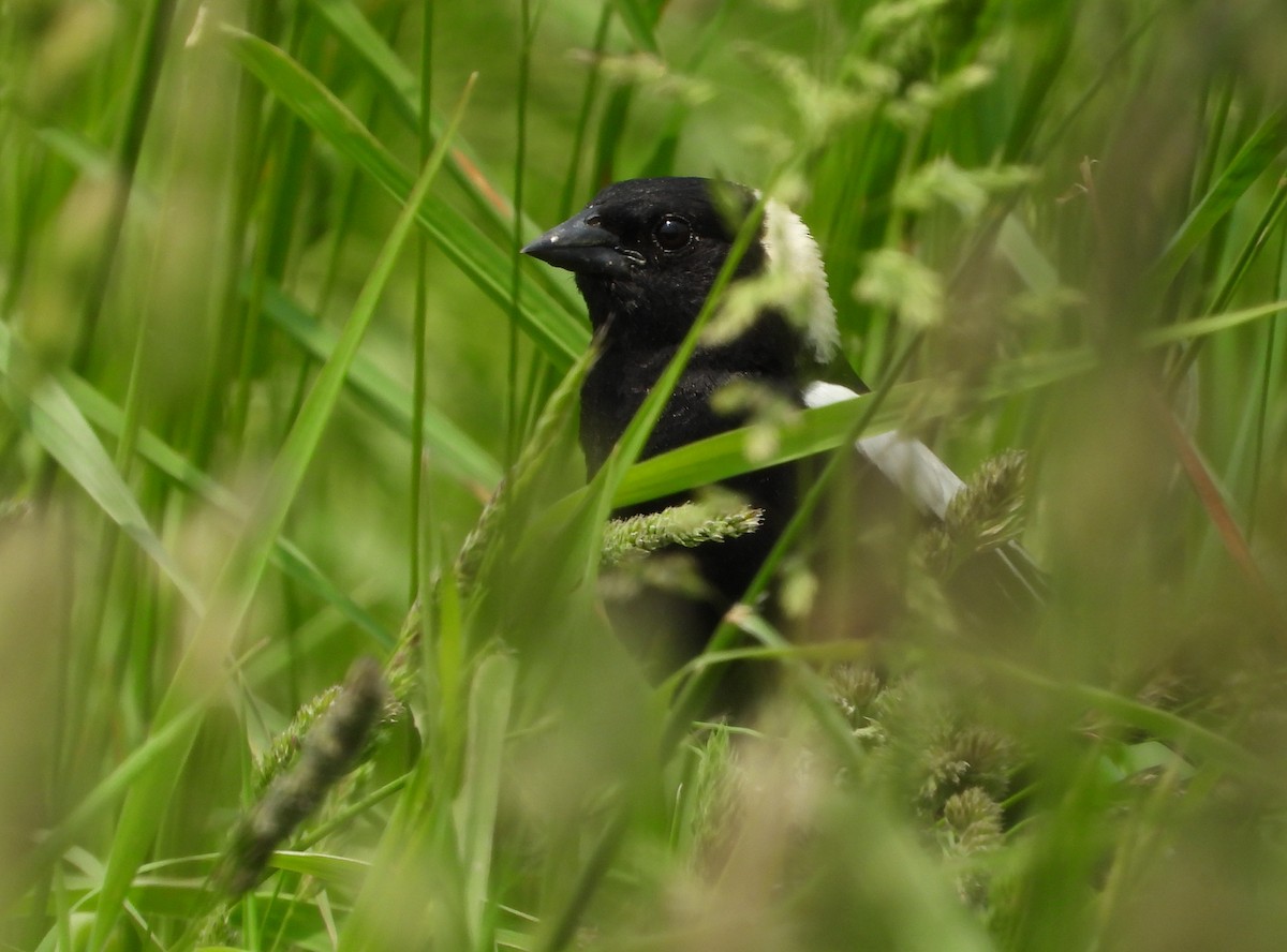 Bobolink - ML636977011