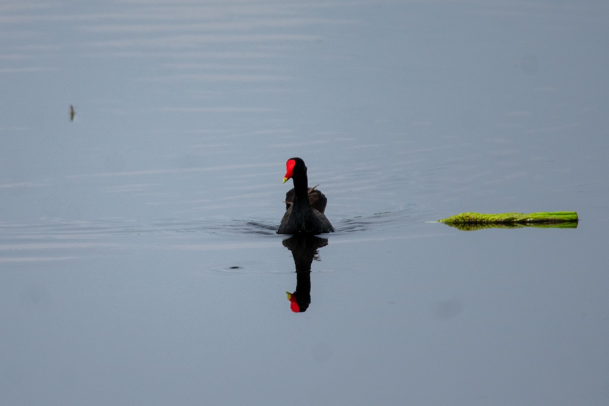 Common Gallinule - ML636977015