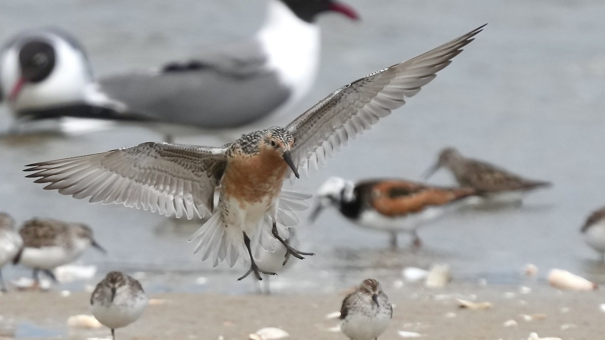 Red Knot - ML636977199