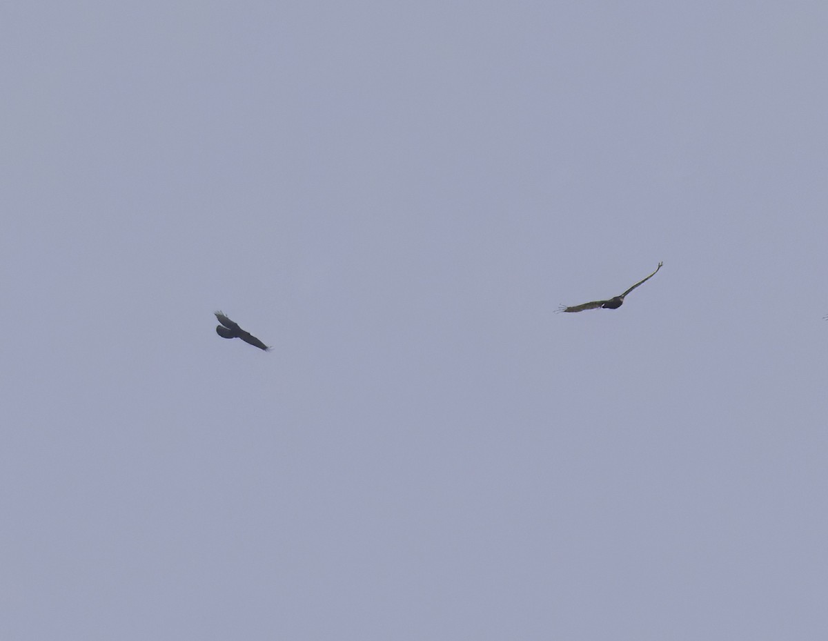 Common Raven - ML636977325