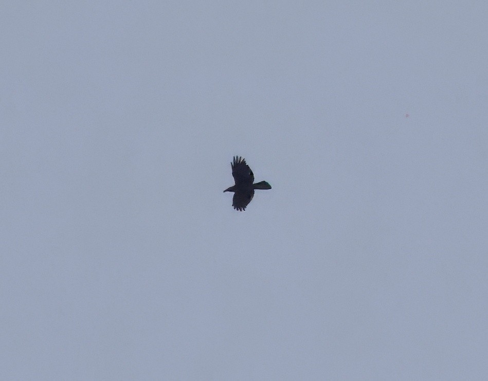 Common Raven - ML636977326