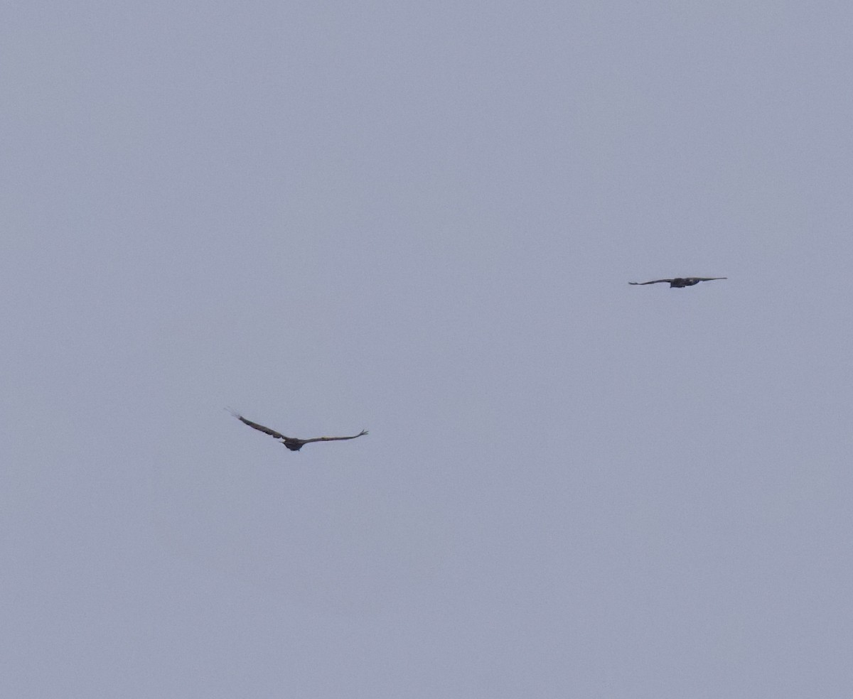 Common Raven - ML636977327