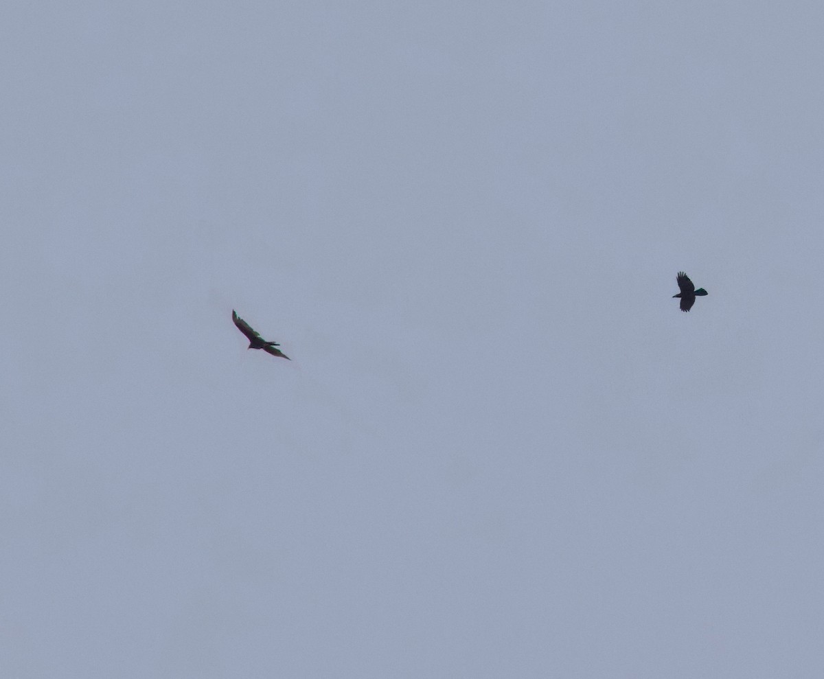 Common Raven - ML636977328