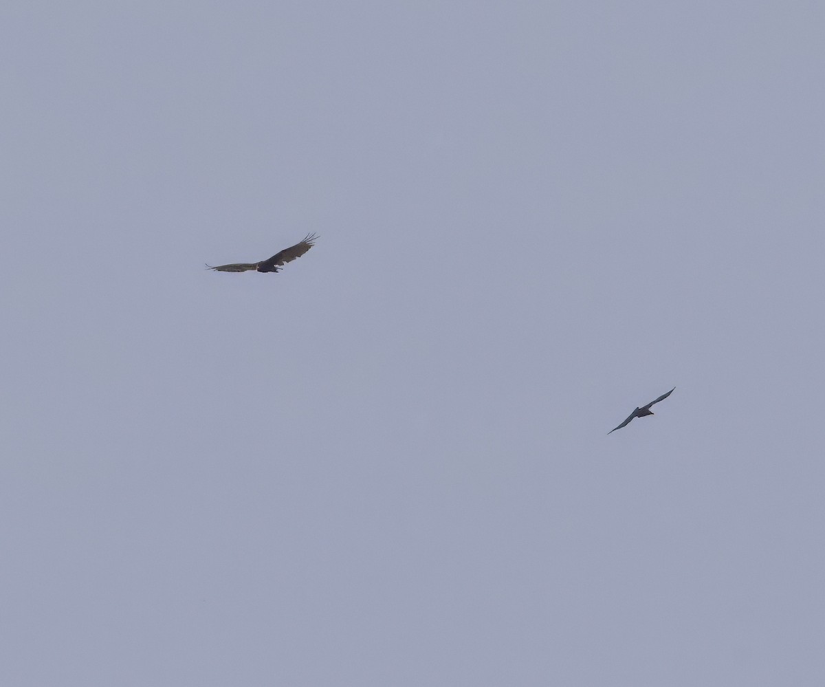 Common Raven - ML636977329