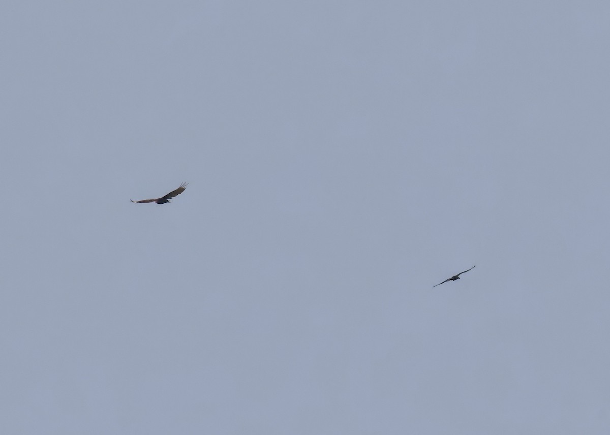 Common Raven - ML636977330