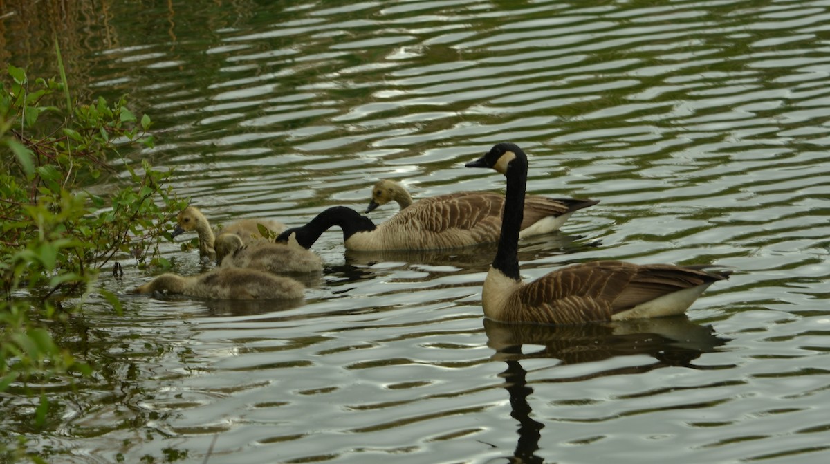 Canada Goose - ML636977416