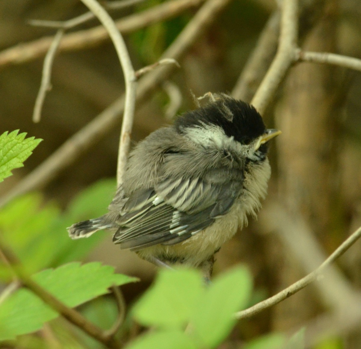 Black-capped Chickadee - ML636977429