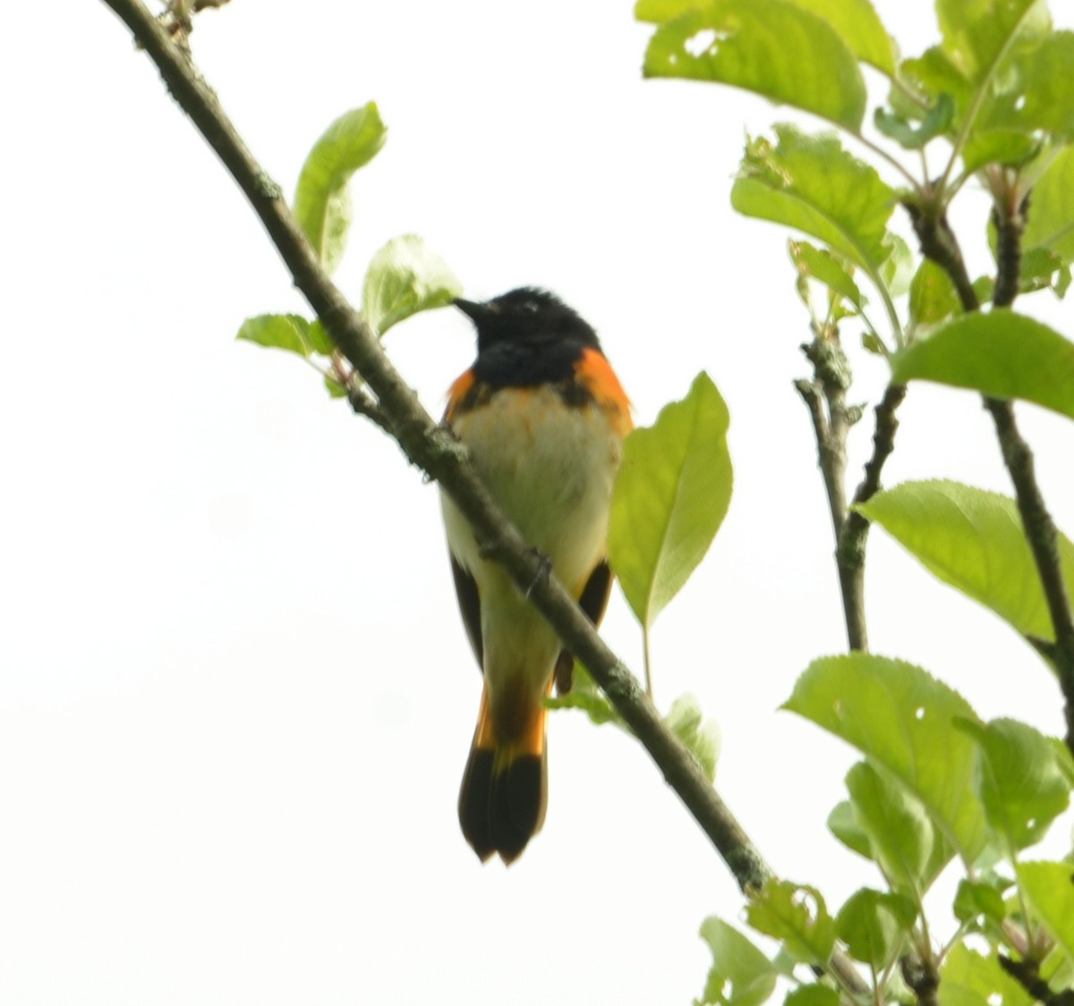 American Redstart - ML636977435