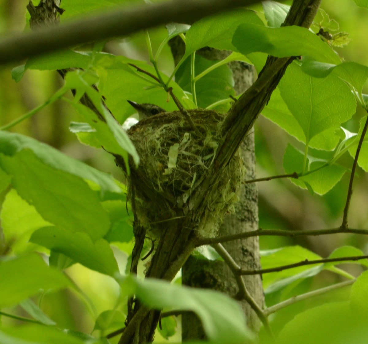 American Redstart - ML636977436
