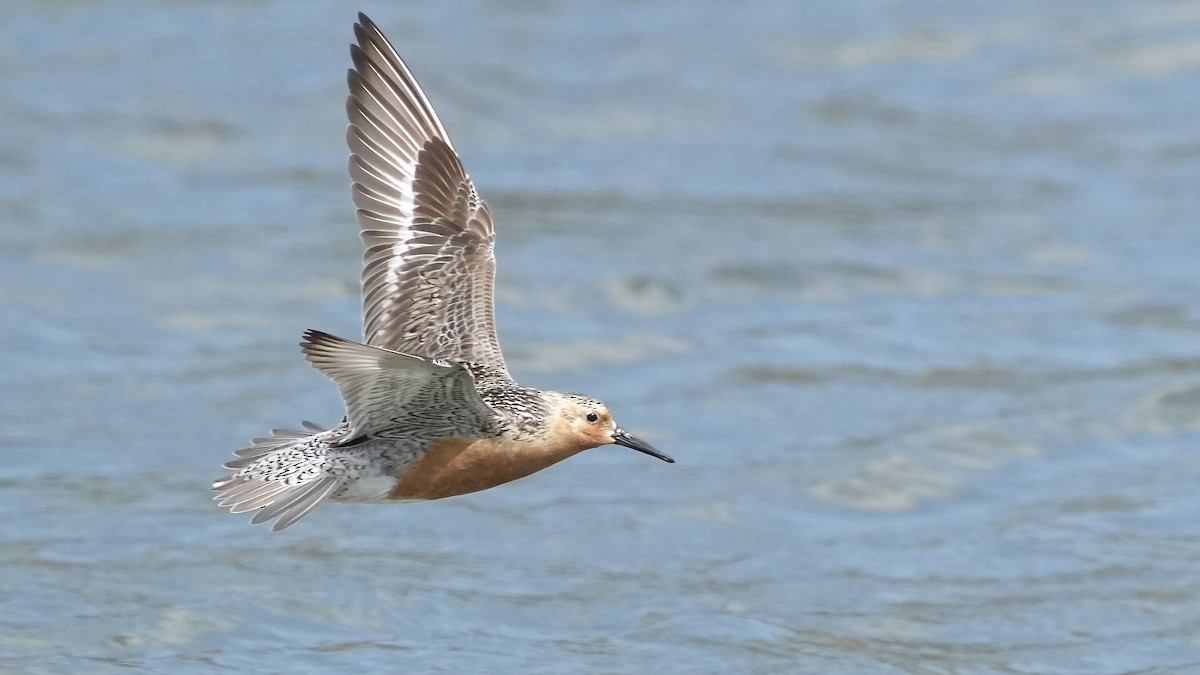 Red Knot - ML636977505