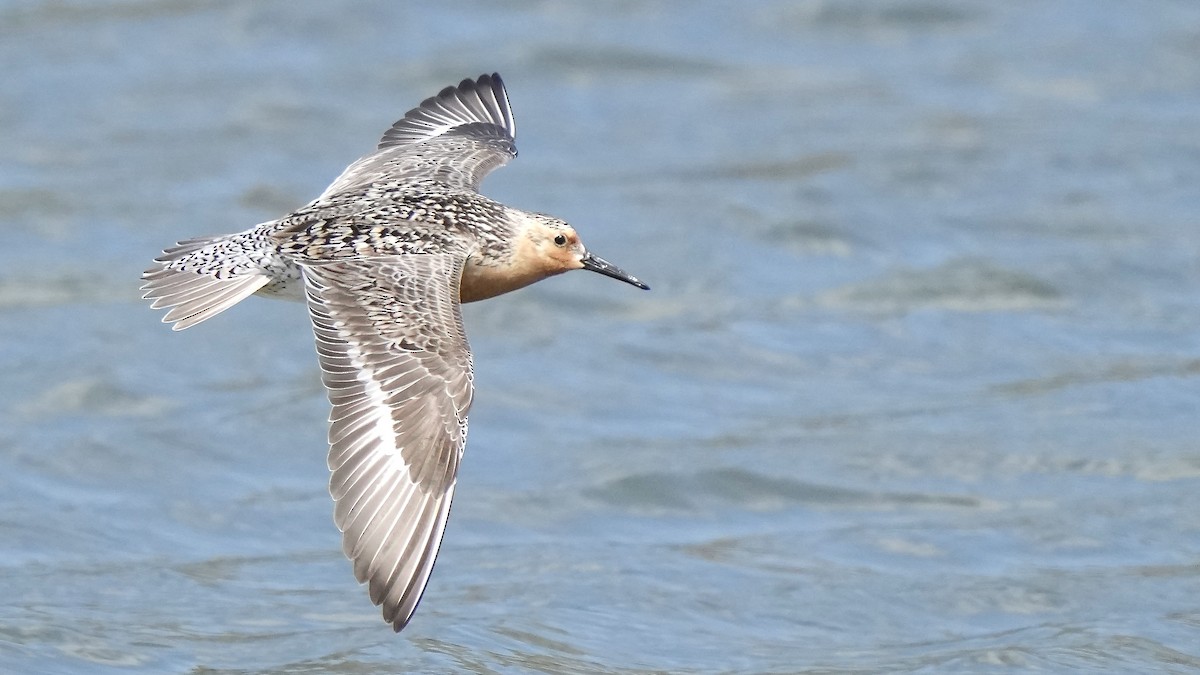 Red Knot - ML636977506
