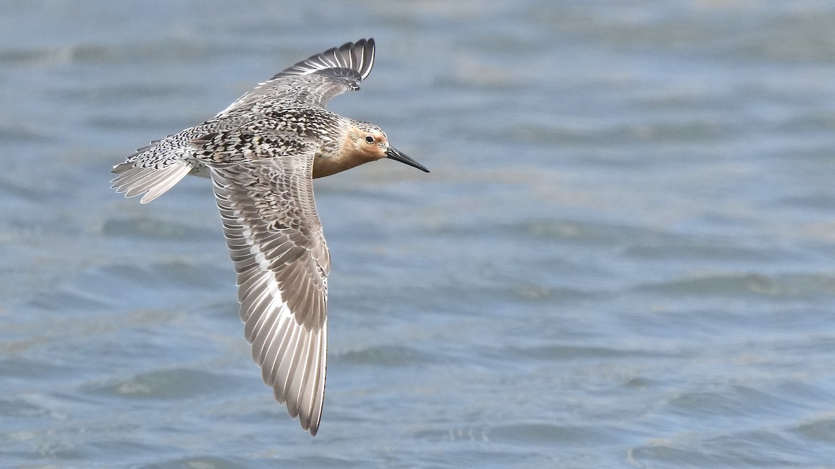 Red Knot - ML636977508