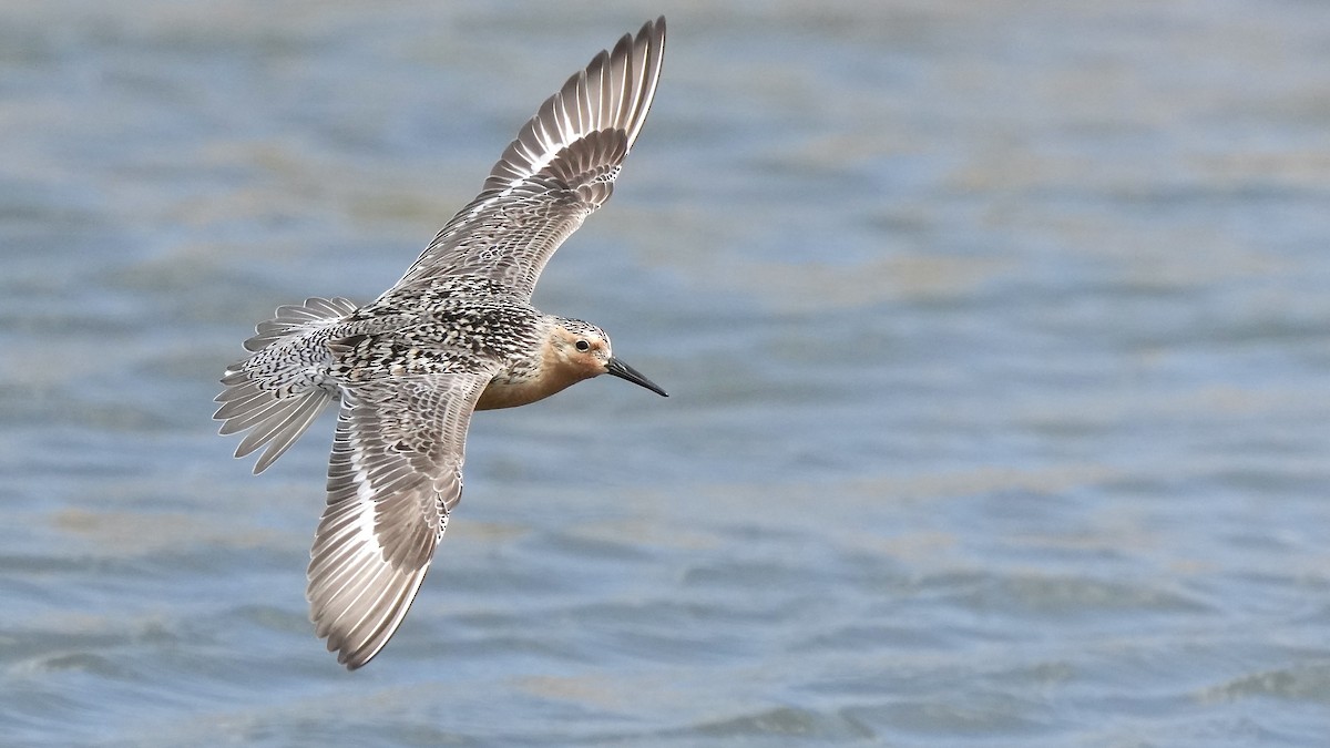 Red Knot - ML636977511