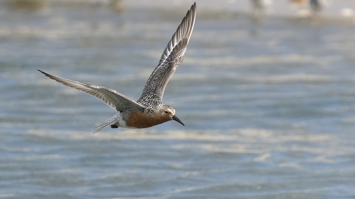 Red Knot - ML636977512