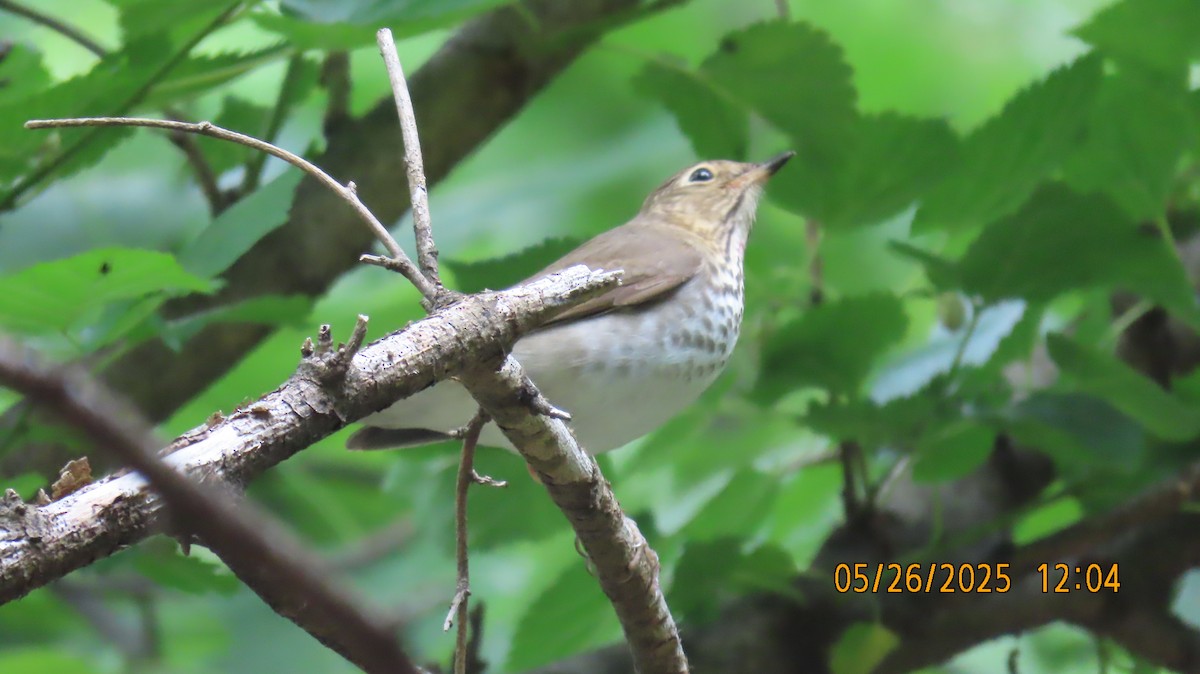 Swainson's Thrush - ML636977559
