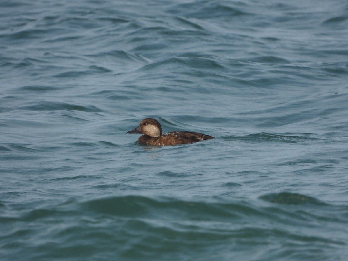 クロガモ - ML636977601