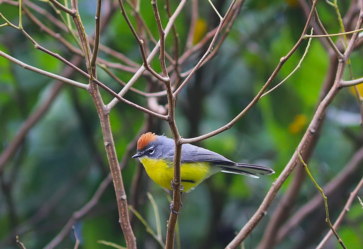 Brown-capped Redstart - ML636977903