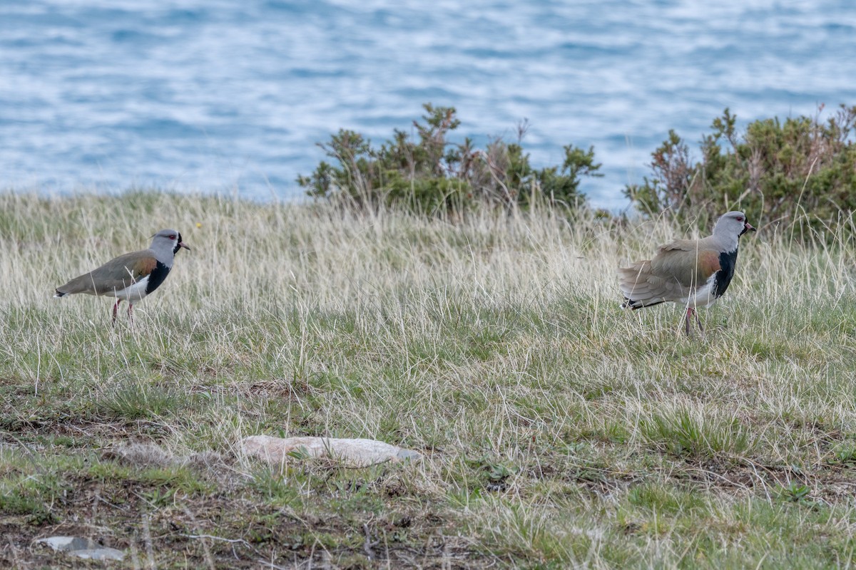 Southern Lapwing - ML636978063