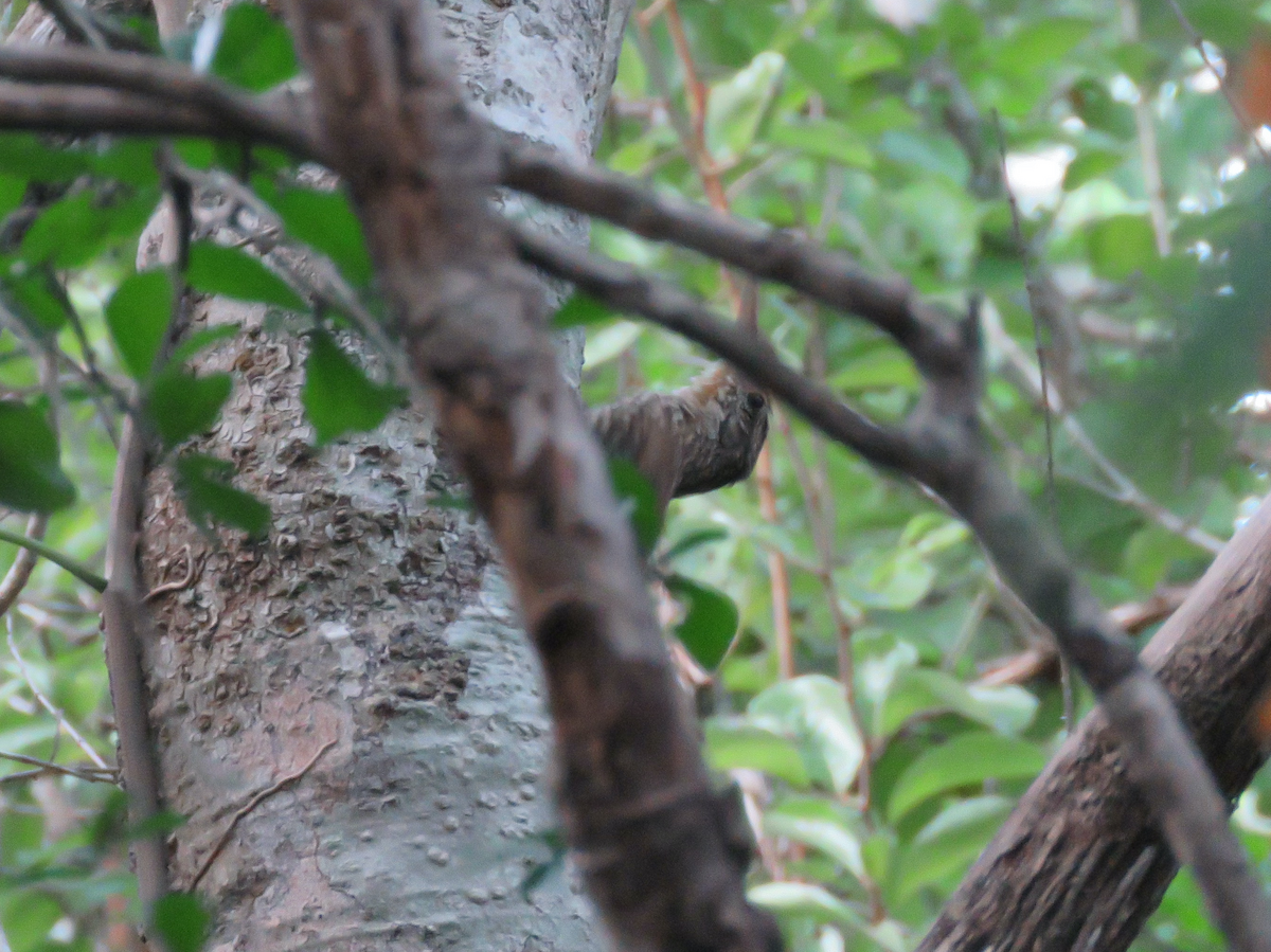 Ivory-billed Woodcreeper - ML636978085