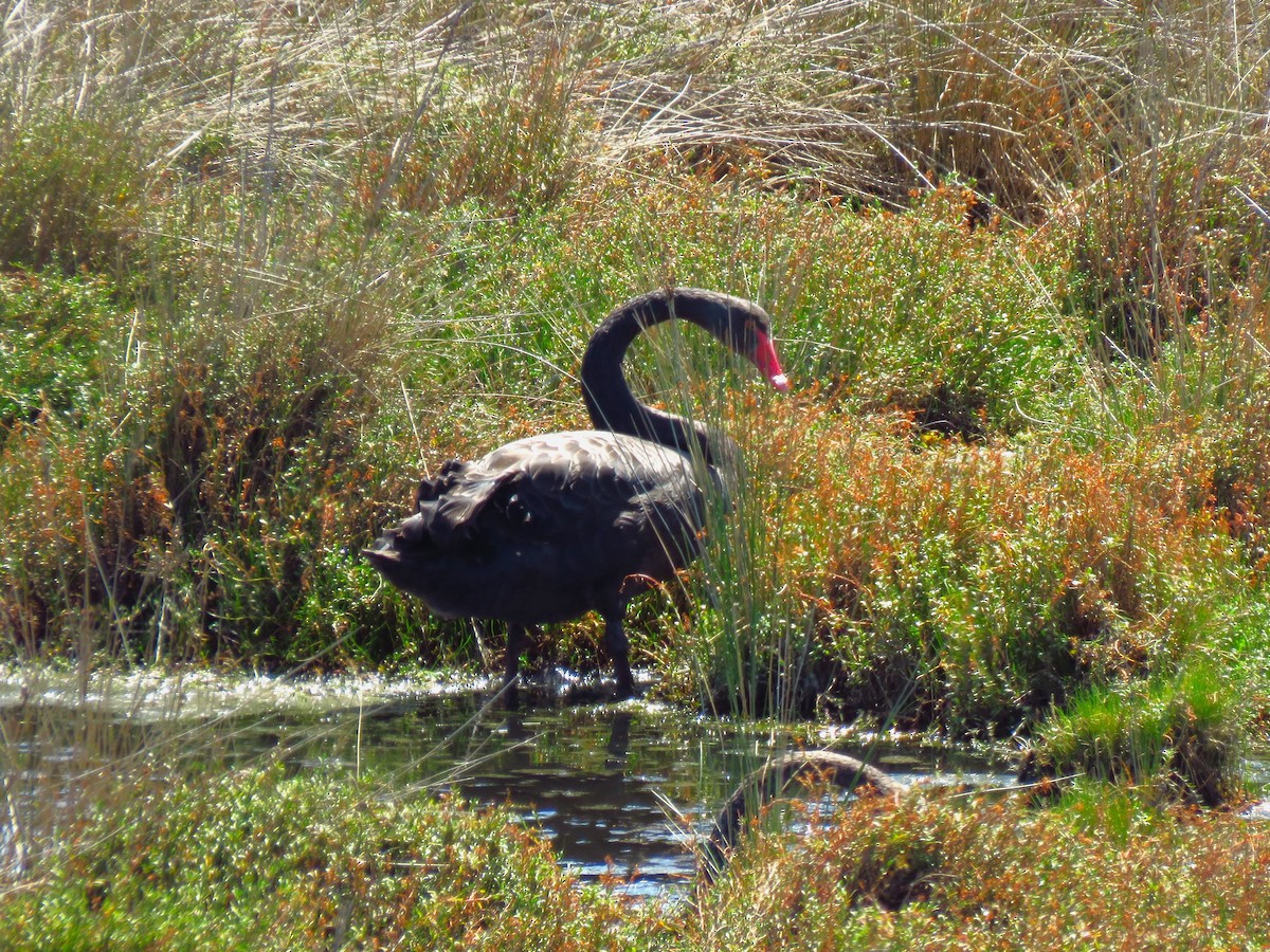 Black Swan - ML636978116