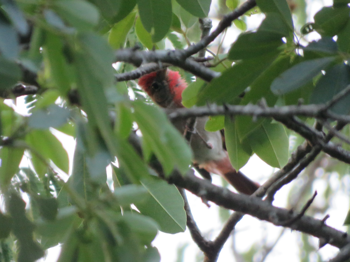 Rose-throated Tanager - ML636978166
