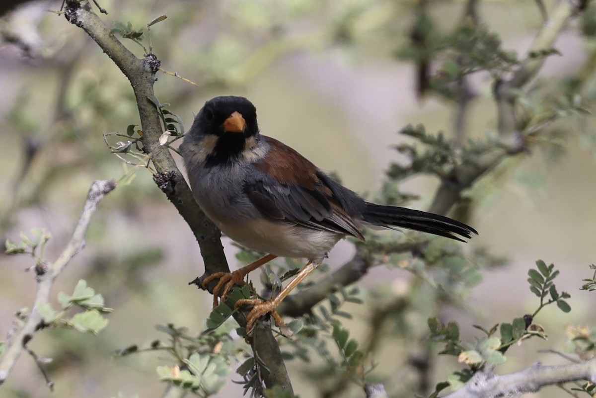 Buff-bridled Inca-Finch - ML636978208